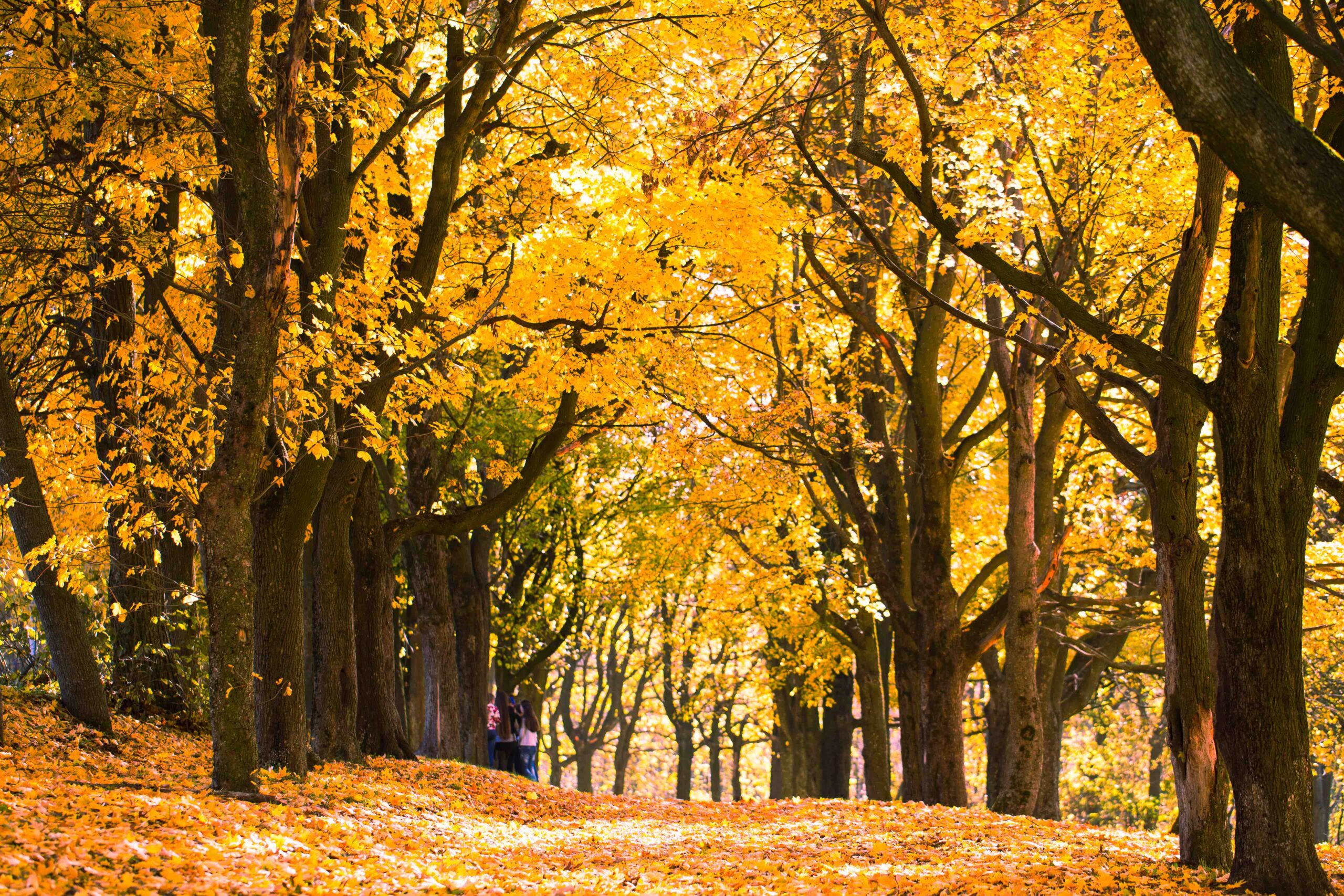 Avada Car Dealer News